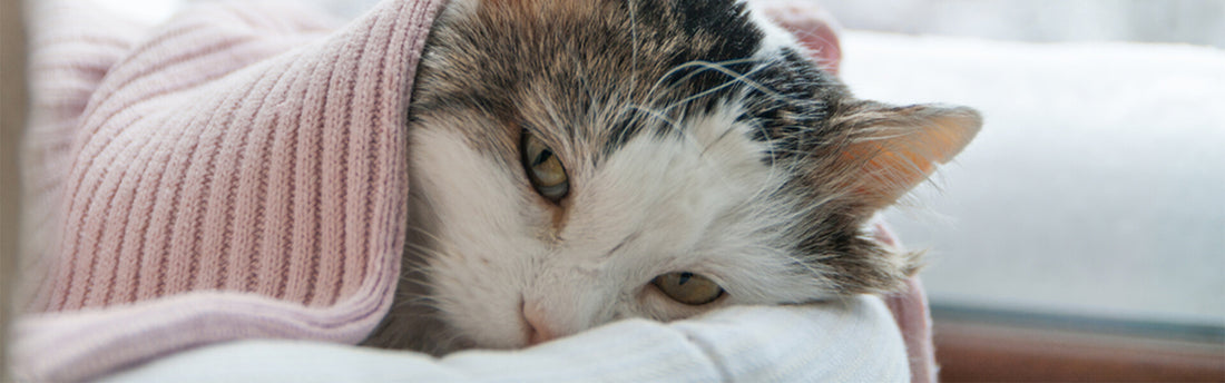 Urolig Mave hos Katte