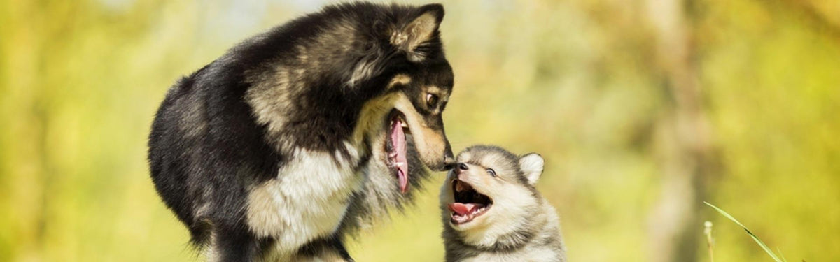 Er din hund glad? Sådan kan du se om din hund er sund