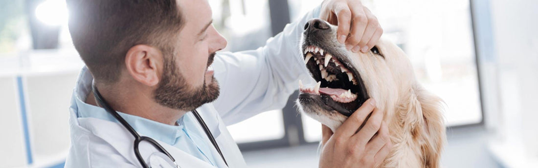 Tandpleje til din hund - gør din hund lykkelig