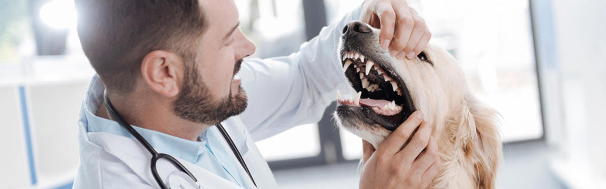 Tandpleje til din hund - gør din hund lykkelig