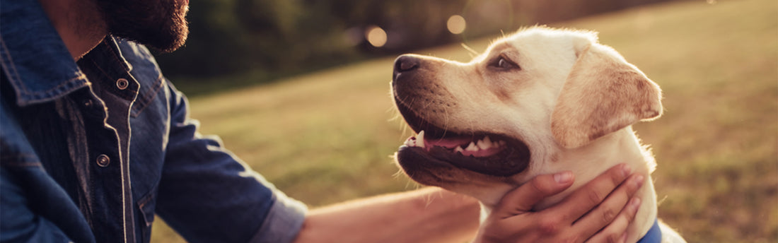 Kollagen til Hunde