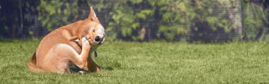 Allergi hos hunde: De bedste tips, hvis din hund klør sig meget
