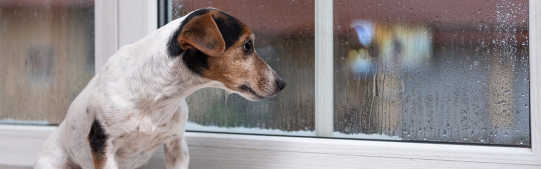 Lider din hund af separationsangst? 7 effektive tips til at hjælpe en stresset hund