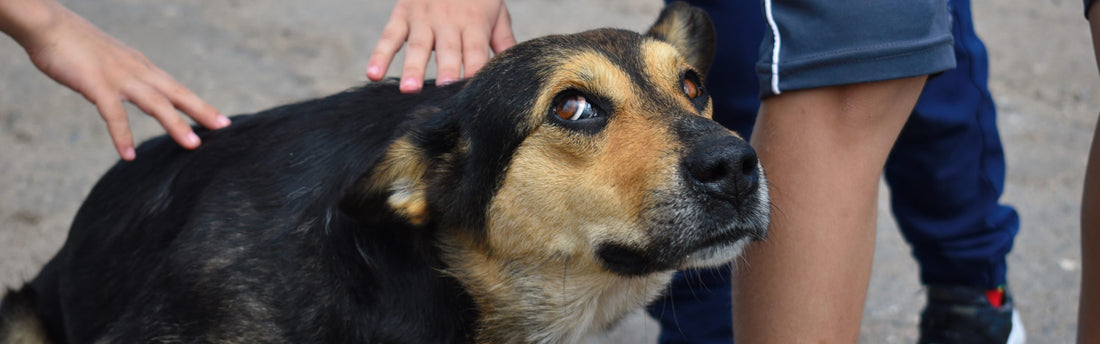 Forstå din hunds kropssprog
