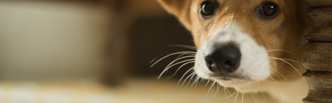 10 tegn pa din hund kunne være stresset
