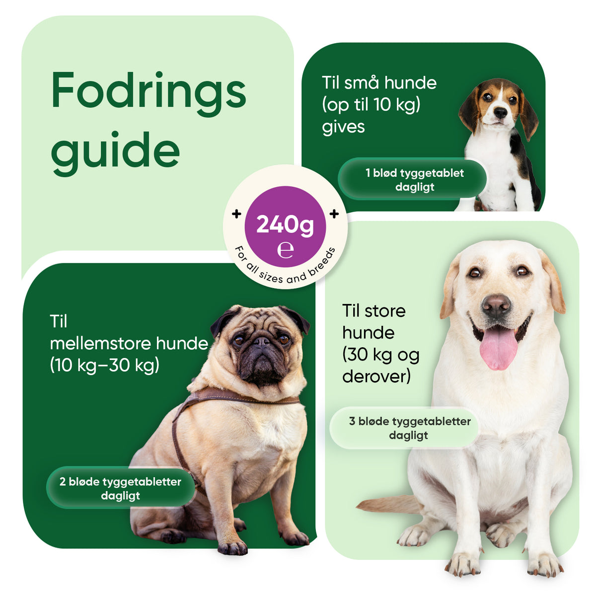Mod koprofagi hos hunde