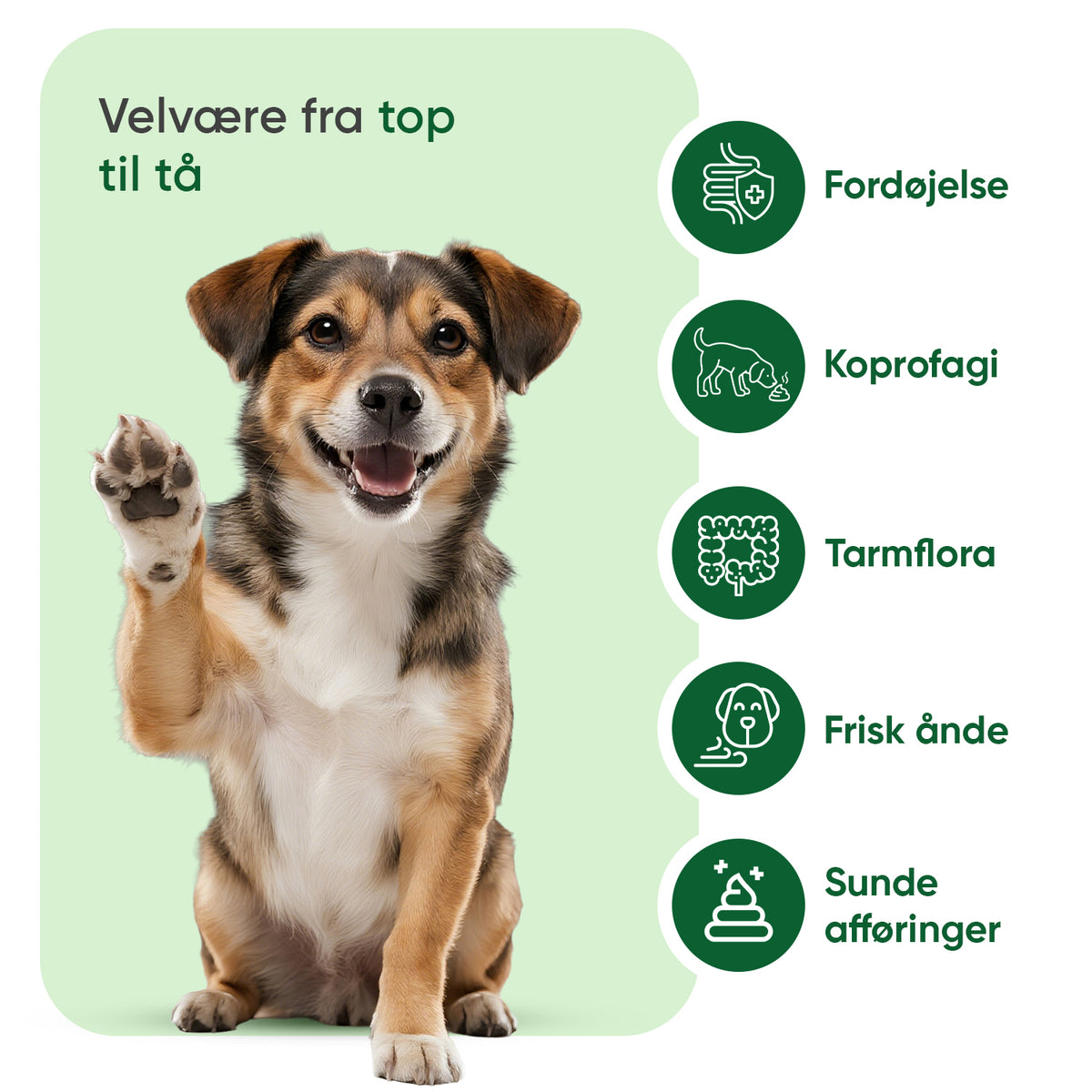 Mod koprofagi hos hunde
