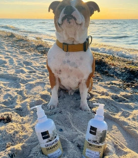 @sofusstaffy