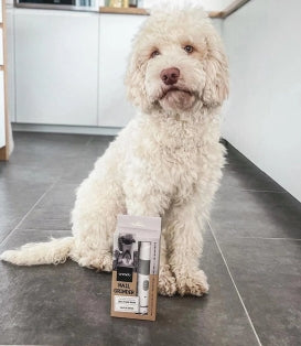 @alfie_thecockapoo