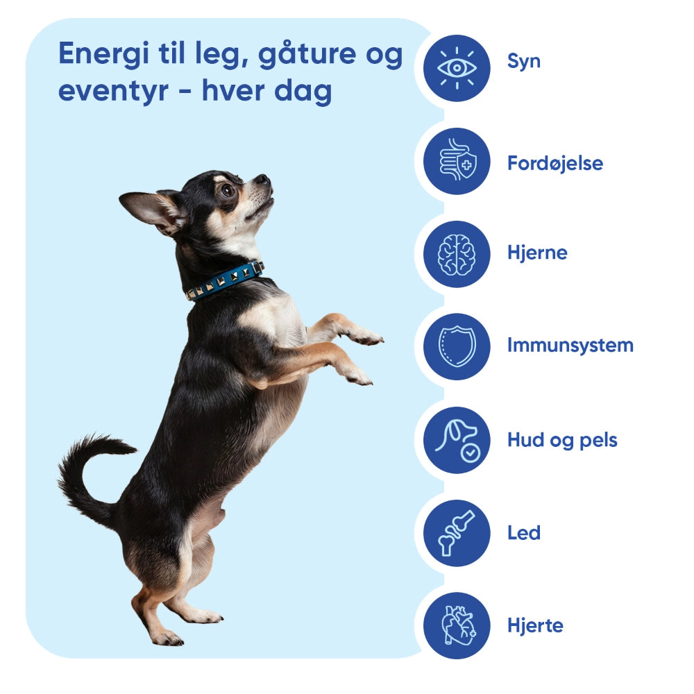 animigo-dk-multivitamin-with-minerals-for-dogs-365-tablets-03