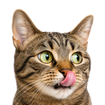 Katte
