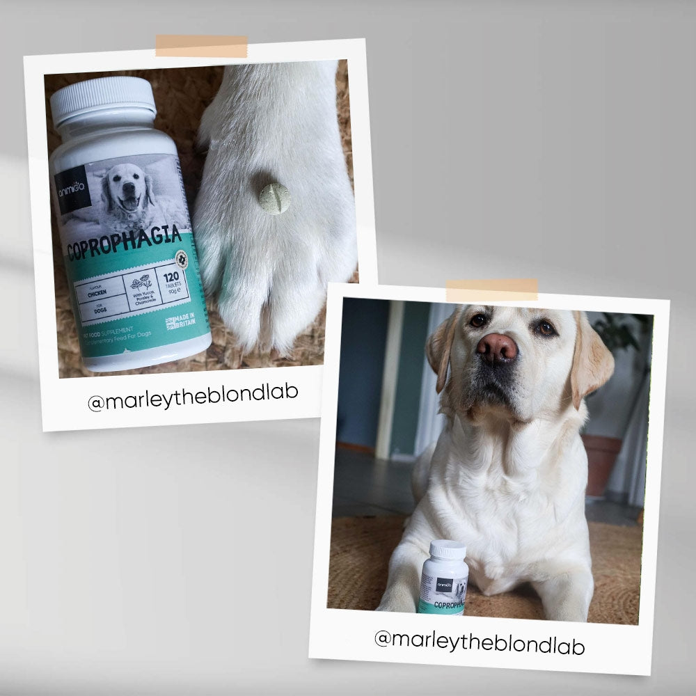 coprophagia-for-dogs-120-tablets-ugc-02.jpg