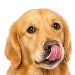 Hunde 