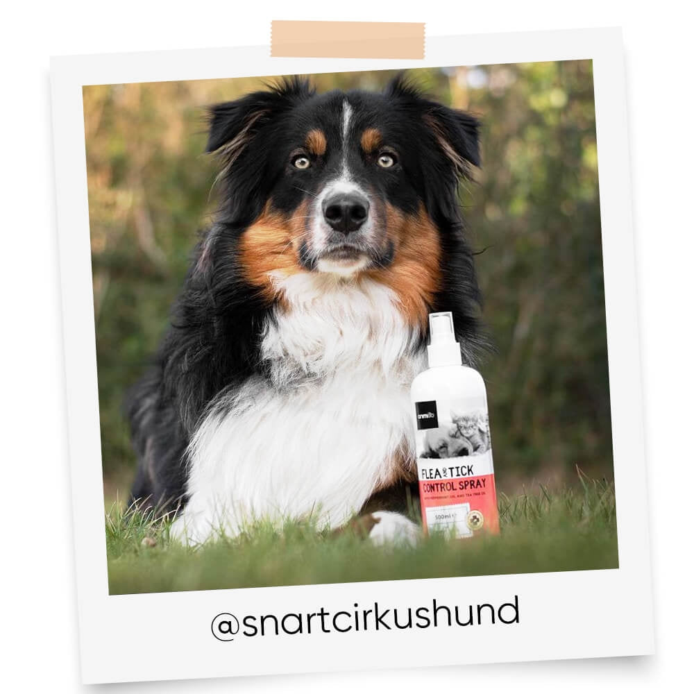 Naturligt middel mod flåter hos hund og kat