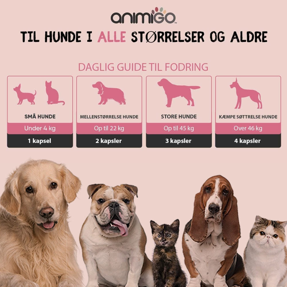 multivitamins-and-minerals-for-dogs-cat-dk-01.jpg