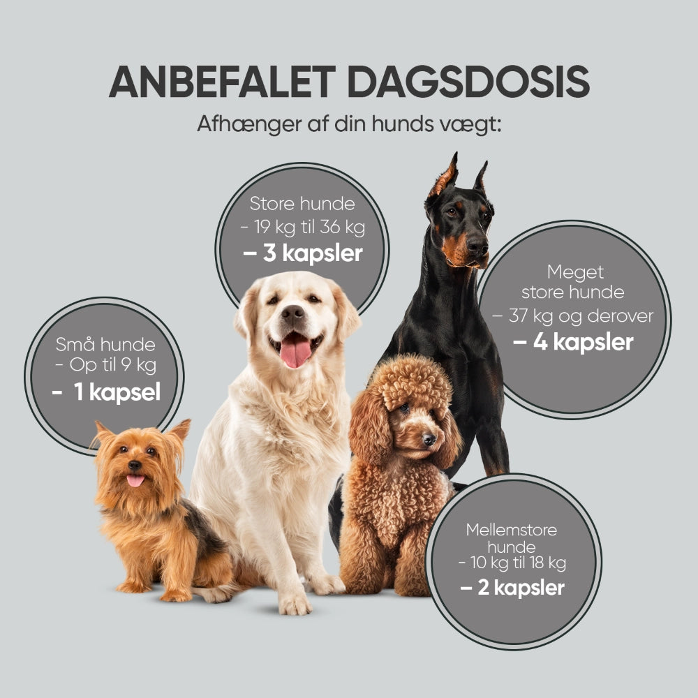 probiotic-digestve-dk-4